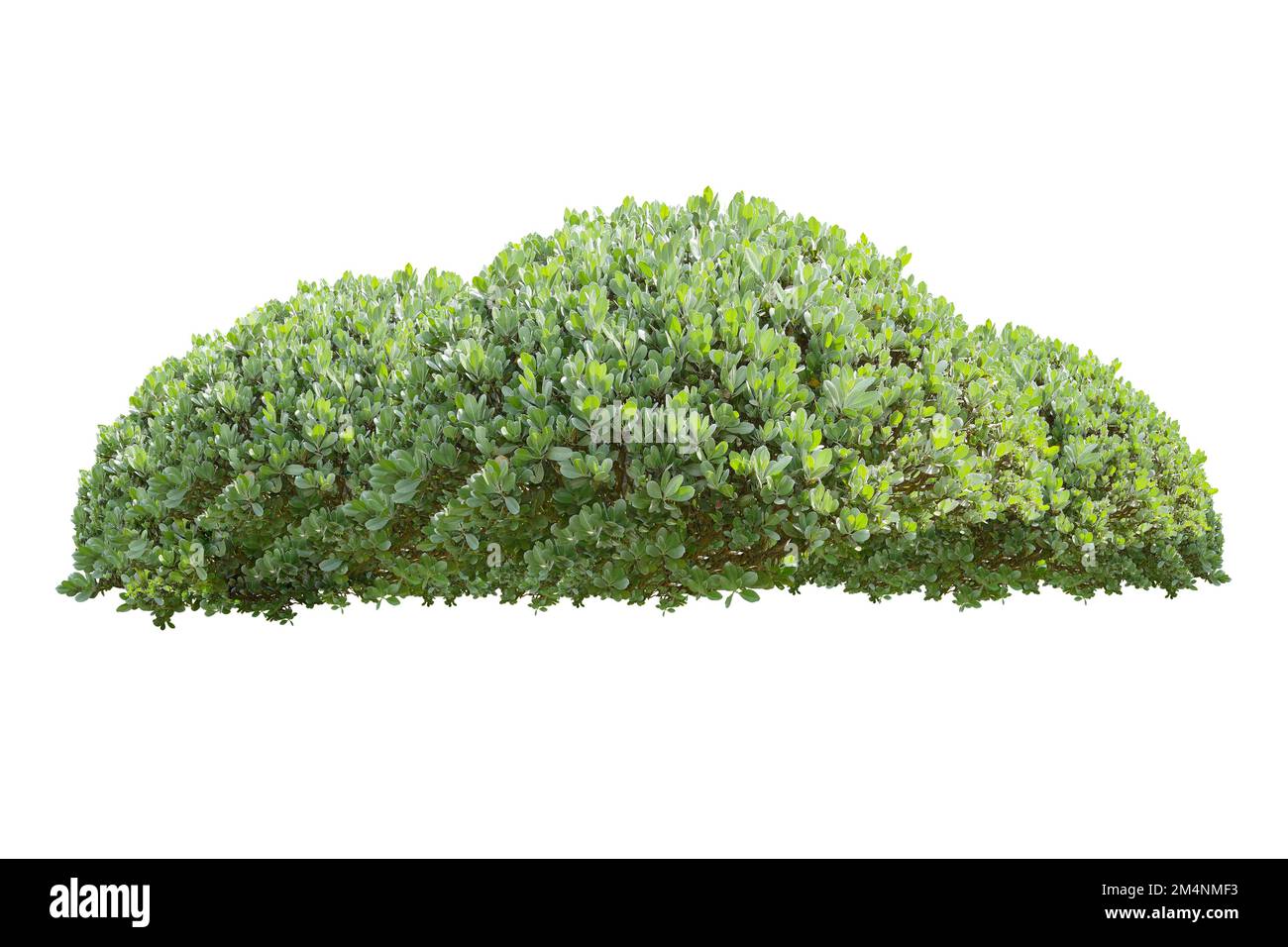 Green Bush auf weißem Hintergrund. Stockfoto