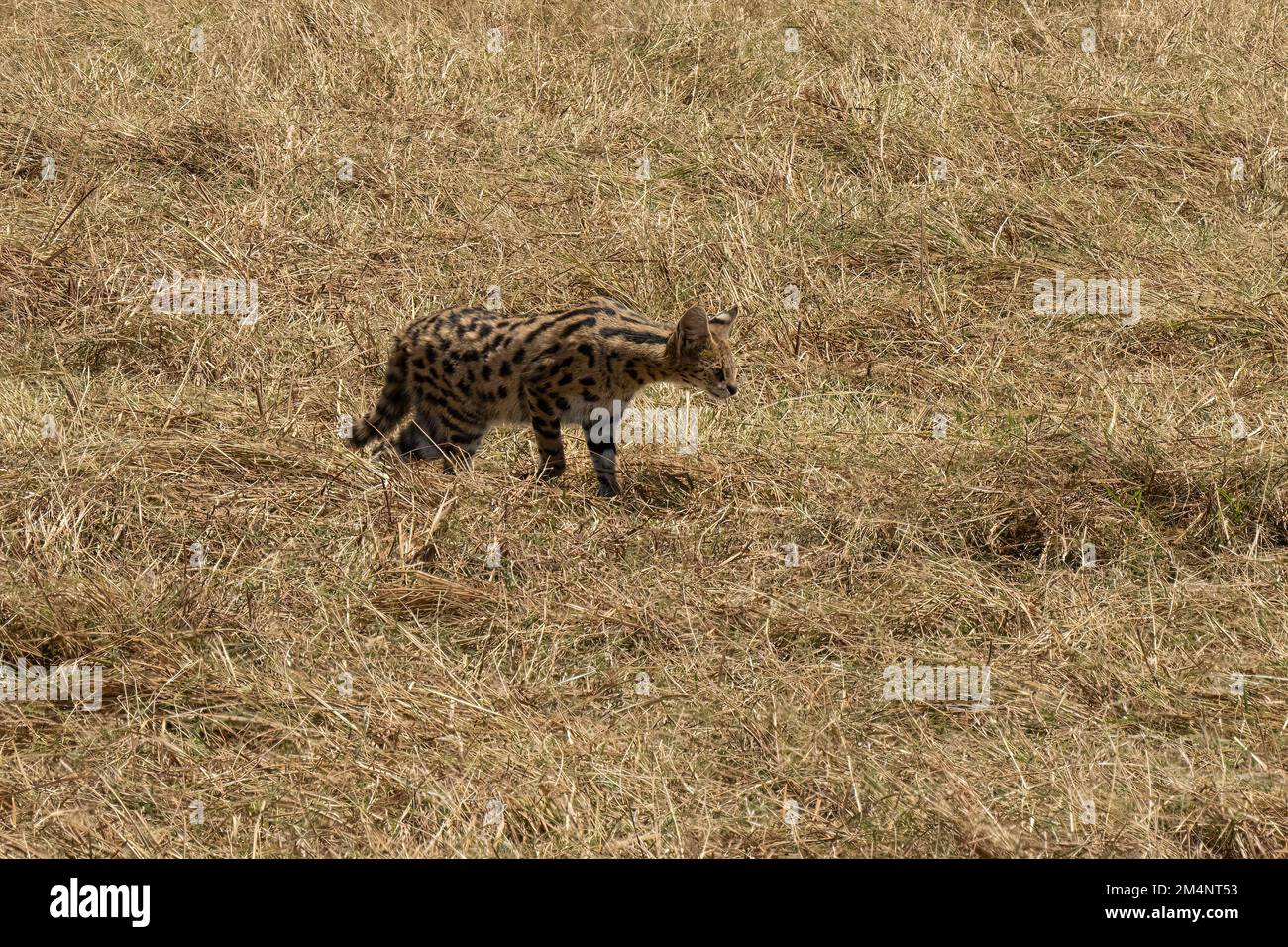 Ein servaler Spaziergang im trockenen Gras in der tansanischen Savanne in der Trockenzeit. Stockfoto