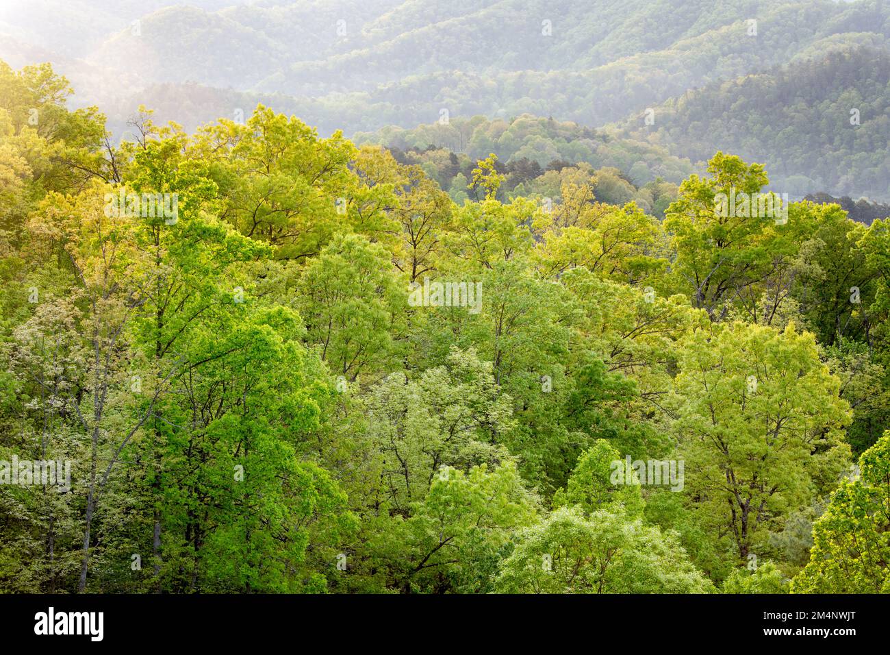 TN00132-00....Tennessee -rollende Hügel von Hartholzbäumen vom Foothills Parkway aus gesehen, National Park Service. Stockfoto