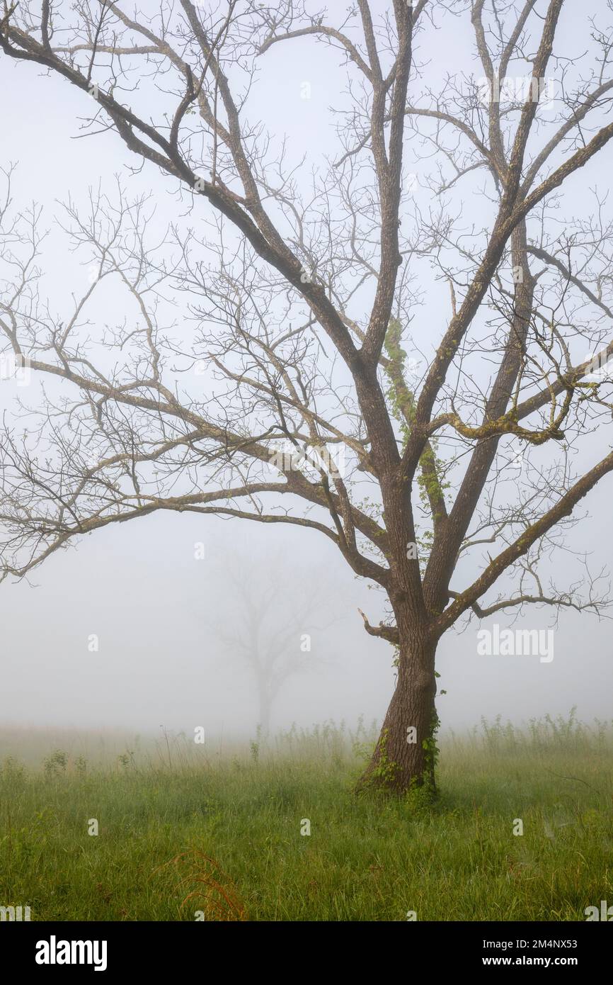 TN00164-00....TENNESSEE - Bäume im Nebel, Cades Cove Great Smoky Mountains Nationalpark. Stockfoto