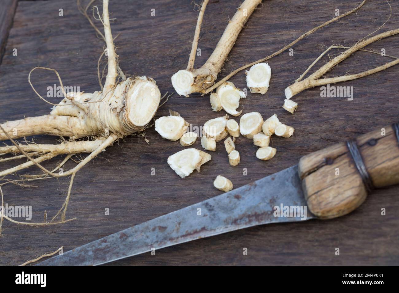  Wald-Engelwurz, Wurzel, Würzeln, Engelwurz-Wurzel, Engelwurzwurzel 