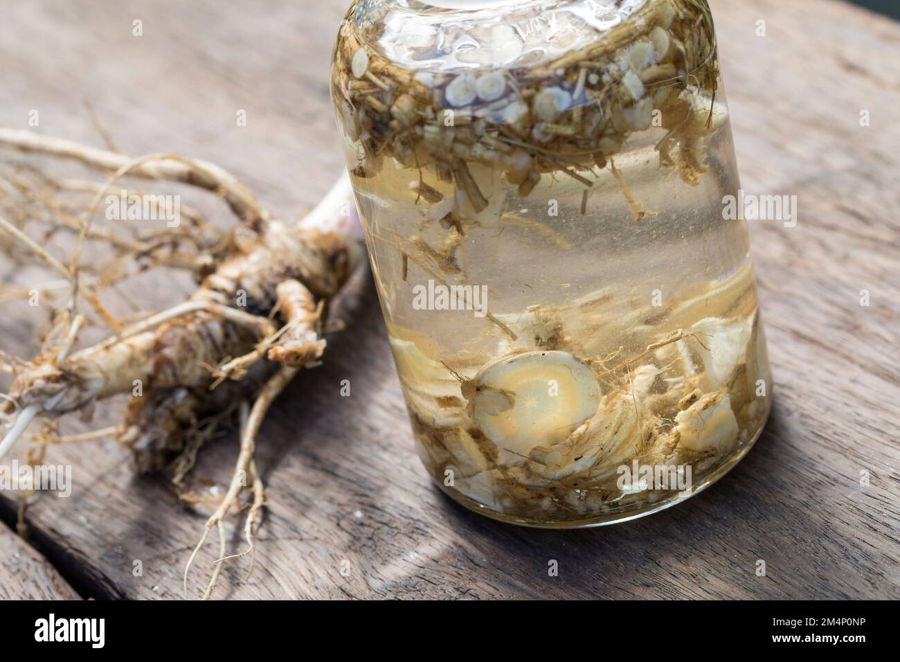 Wald-Engelwurz, Wurzel, Wurzeln, Wurzeltinktur, Tinktur, Tinkturen, alkoholischer Auszug, Engelwurz-Wurzel, Engelwurzwurzel, Engelwurz-Wurzeln, Engelw Stockfoto