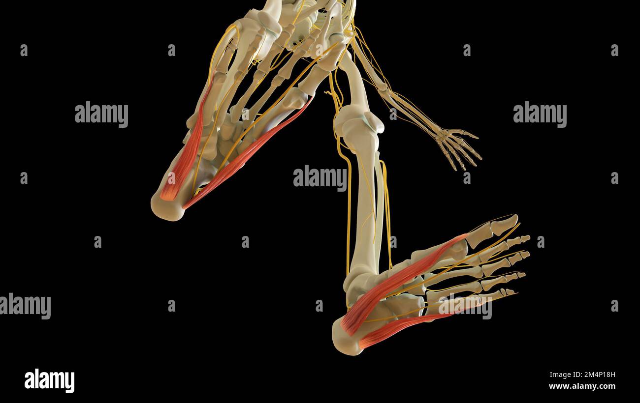 Abductor hallucis und digiti Minimi Beinmuskelanatomie für die medizinische Konzept-3D-Illustration Stockfoto