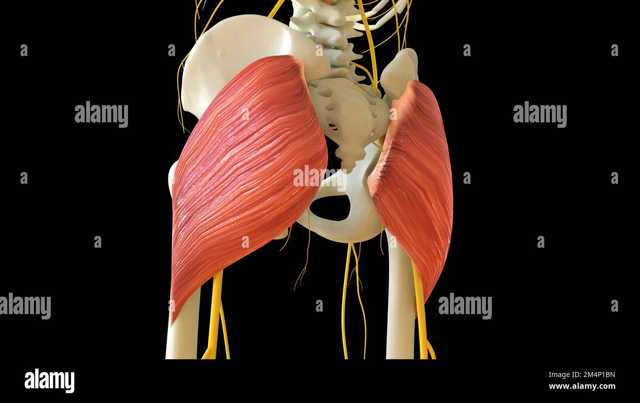 Die Musculus gluteus-Maximus-Anatomie für die medizinische Konzept-3D-Illustration Stockfoto