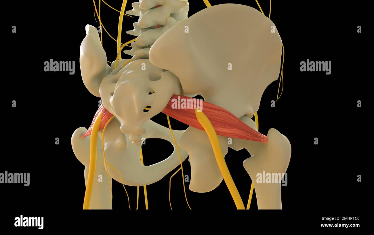 Musculus piriformis für die medizinische Konzept-3D-Illustration Stockfoto