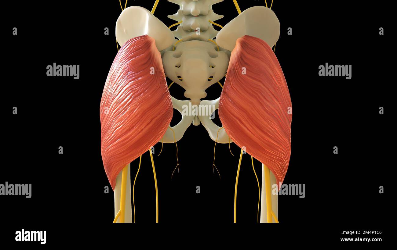 Die Musculus gluteus-Maximus-Anatomie für die medizinische Konzept-3D-Illustration Stockfoto