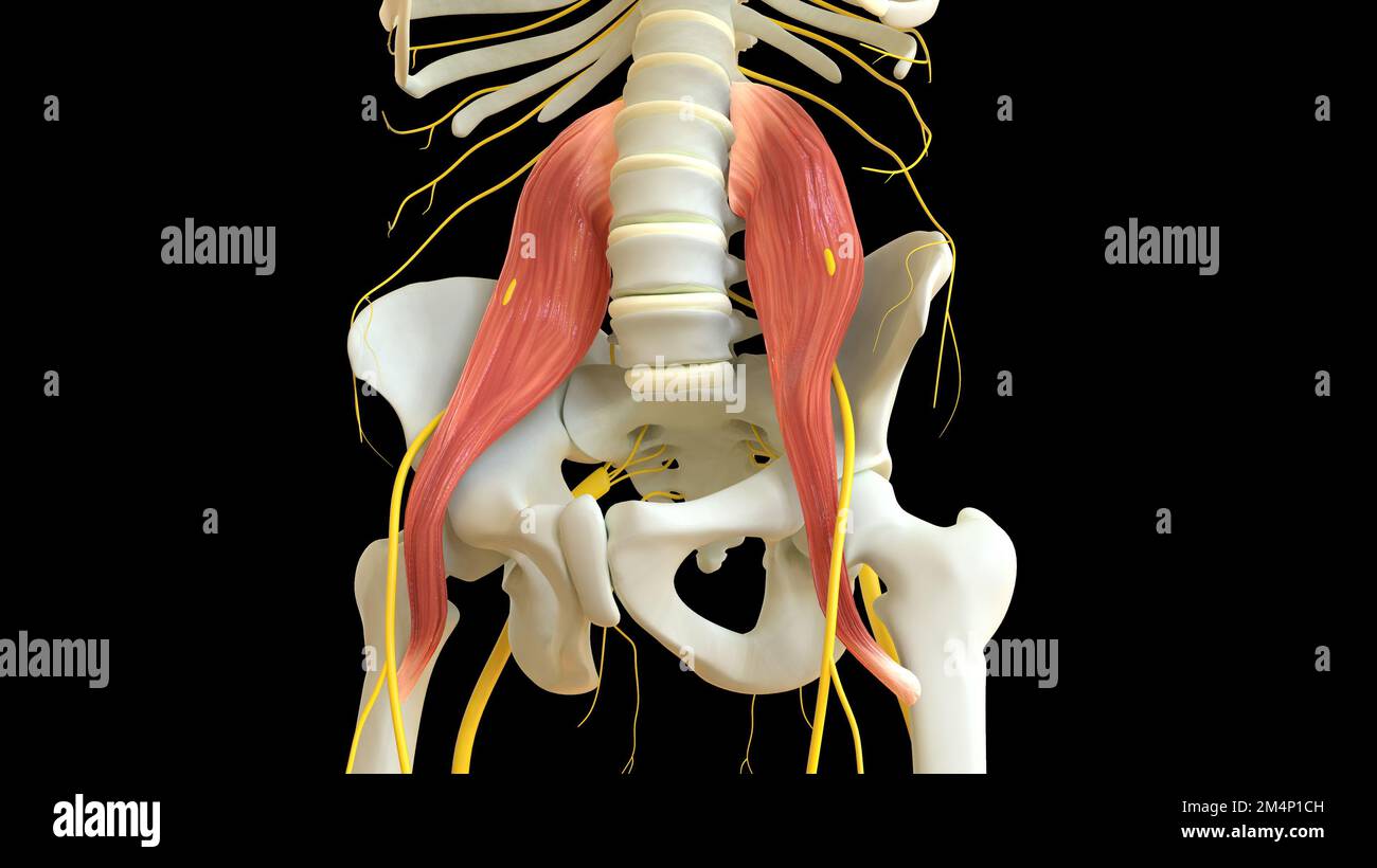 Psoas-grosse Muskelanatomie für die medizinische Konzept-3D-Illustration Stockfoto