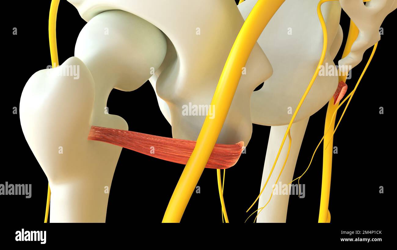 Anatomie des M. Gemellus inferior zur medizinischen Konzept-3D-Darstellung Stockfoto