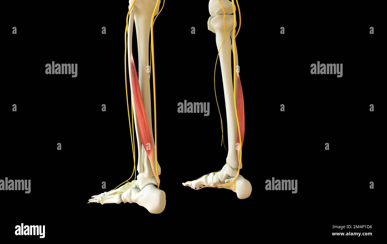 Flexor hallucis Longus Musculus Anatomy for Medical Concept 3D Illustration Stockfoto