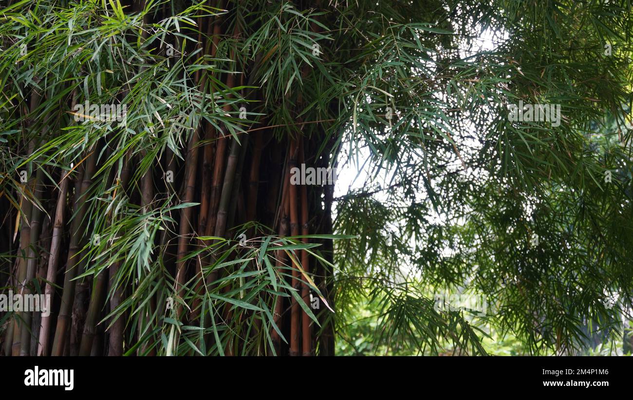 Gelber, schattiger Bambusbaum im Park in der Nähe des traditionellen javanischen Hauses Stockfoto