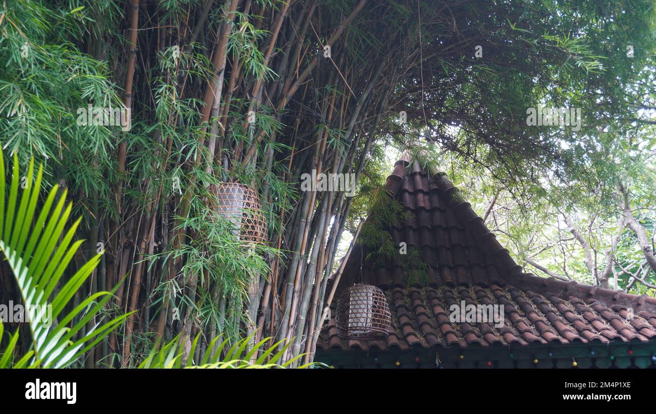 Gelber, schattiger Bambusbaum im Park in der Nähe des traditionellen javanischen Hauses Stockfoto