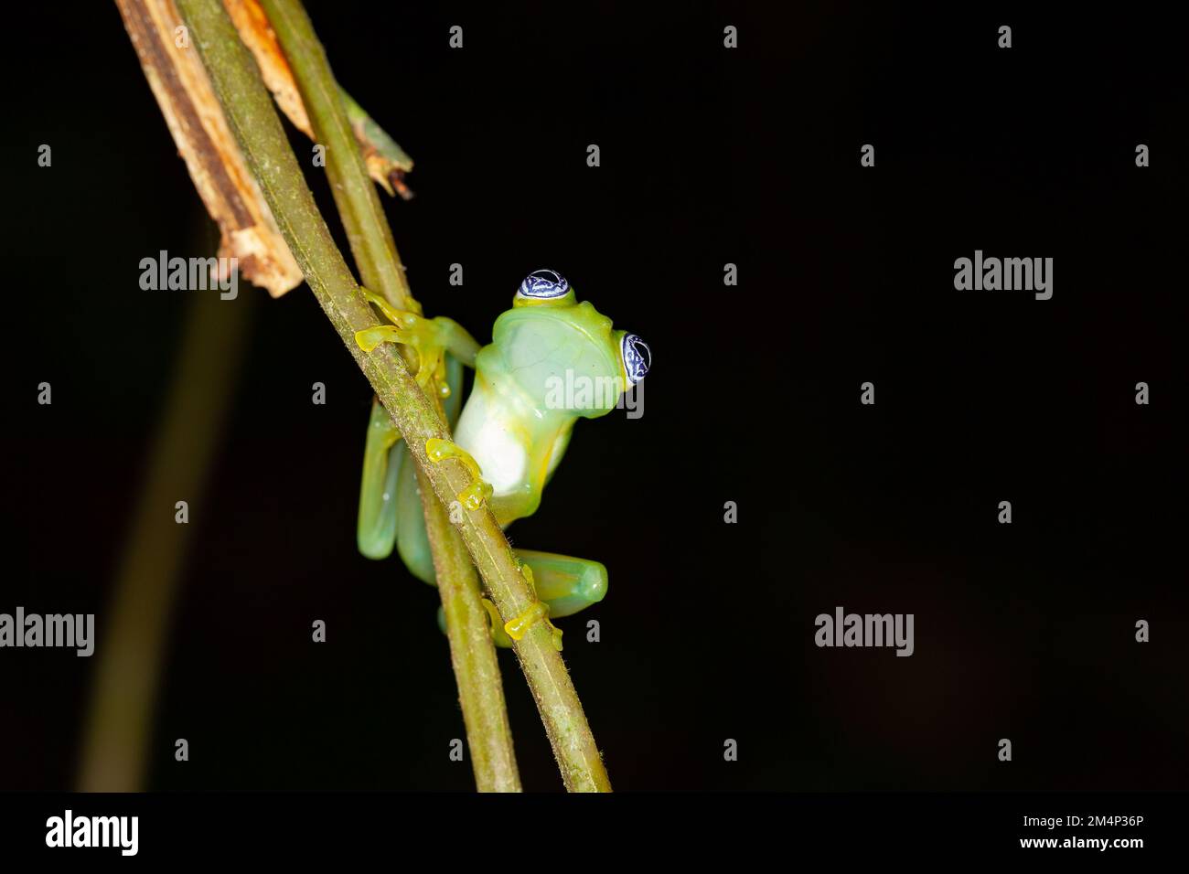 Nahaufnahme eines Geisterglasfrosches (Sachatamia ilex) Stockfoto