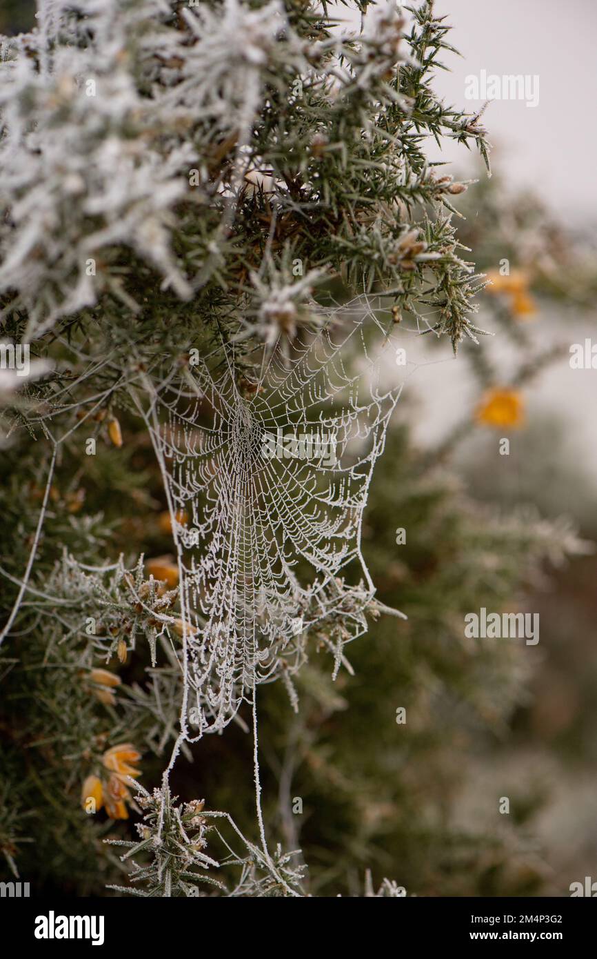 Ein gefrorenes Spinnennetz auf einem Busch während des jüngsten kalten Winterschnappes. Stockfoto