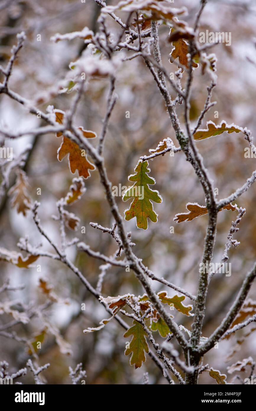 Gefrorene Herbstblätter aus Eichenholz hängen in einer Winterszene während der kalten Winterzeit an frostigen Ästen. Stockfoto