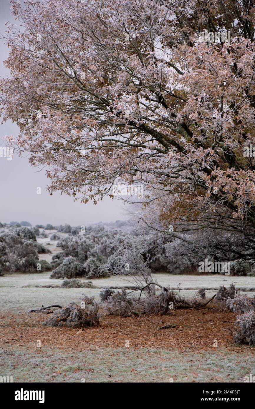 Eine gefrorene Eiche in einer Winterszene mit ihren orangefarbenen Blättern auf dem Boden. Wetter In Großbritannien Stockfoto