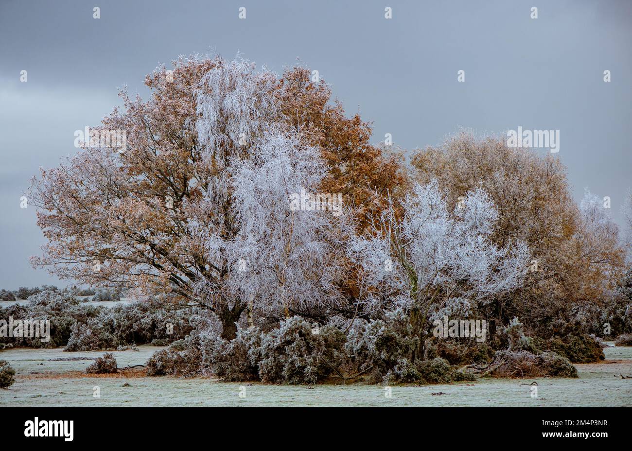 Eine frostige Orangeneiche inmitten von Birkenbäumen, die während der kalten Winterzeit im New Forest Hampshire UK gefroren und weiß sind. Wetterlandschaft. Stockfoto