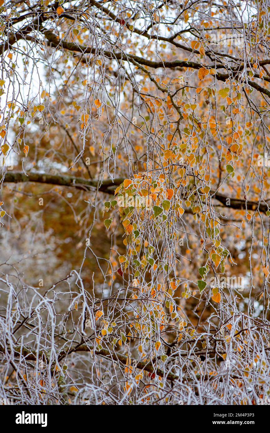 Gefrorene silberne Birken mit ein paar goldenen Blättern, die noch an weißen Zweigen vom Herbstfall vor dem weißen Frosthintergrund hängen. Stockfoto