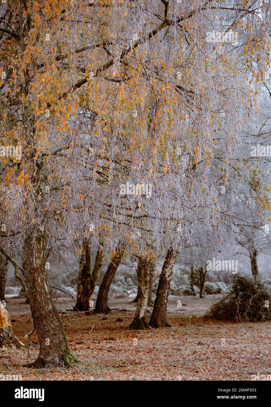 Gefrorene silberne Birken mit ein paar goldenen Blättern, die noch an weißen Zweigen vom Herbstfall vor dem weißen Frosthintergrund hängen. Stockfoto