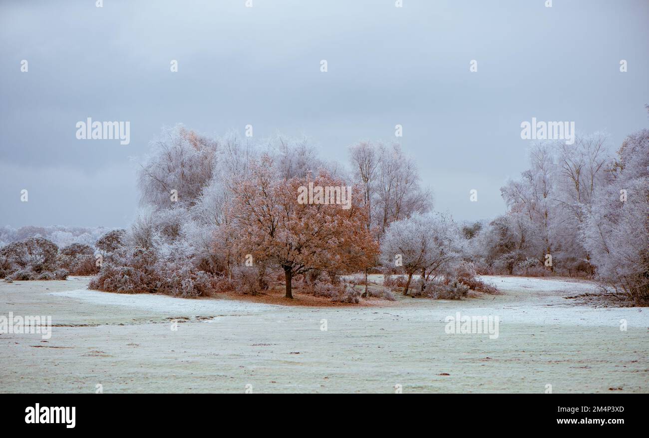 Eine frostige Orangeneiche inmitten von Birkenbäumen, die während der kalten Winterzeit im New Forest Hampshire UK gefroren und weiß sind. Wetterlandschaft. Stockfoto