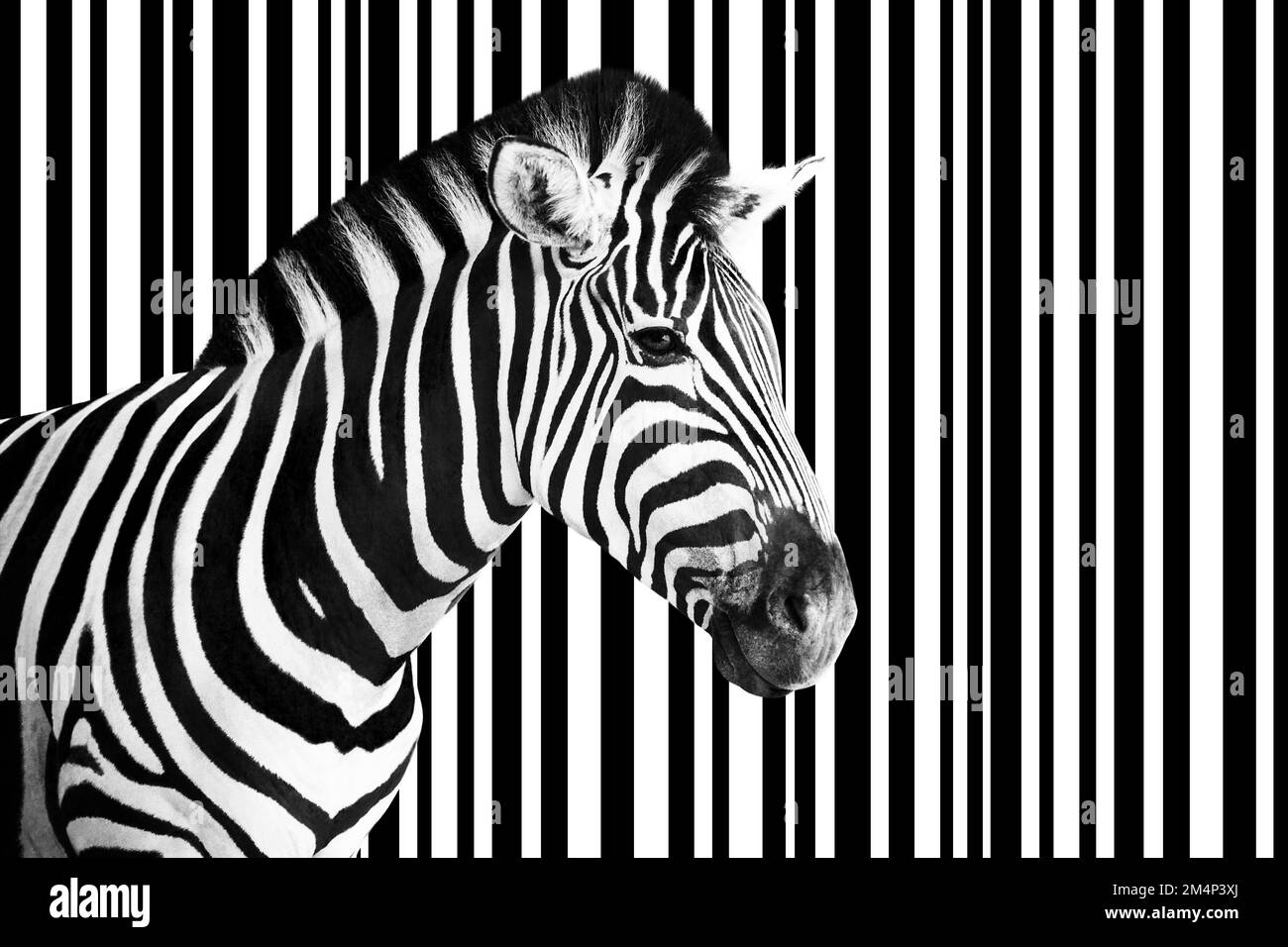 Detail eines Zebrakopfes über einem abstrakten weiß-schwarz gestreiften Hintergrund. Stockfoto