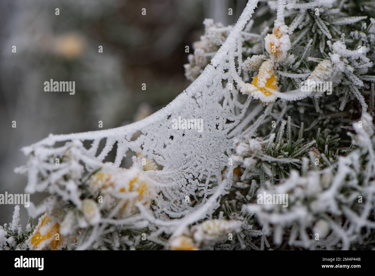 Ein gefrorenes Spinnennetz, das während des kalten Snaps im Dezember in einem Busch im New Forest sitzt. Stockfoto