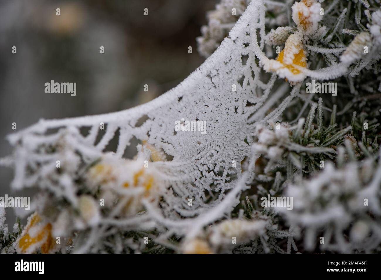 Ein gefrorenes Spinnennetz, das während des kalten Snaps im Dezember in einem Busch im New Forest sitzt. Stockfoto