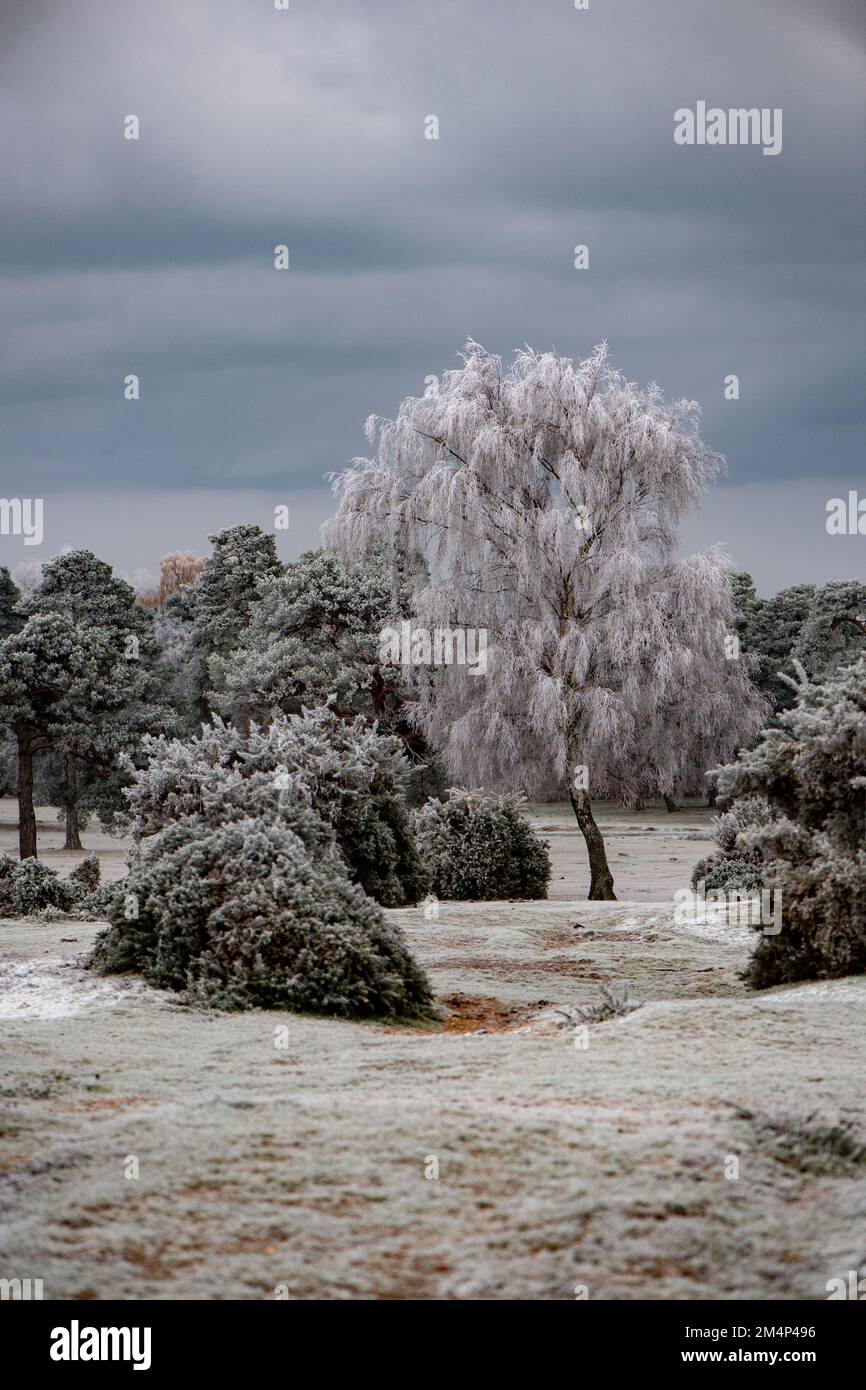Eisige weiße Bäume und Sträucher am Canada Common in der Nähe des New Forest Hampshire England. Winterlandschaft UK-Wetter. Stockfoto