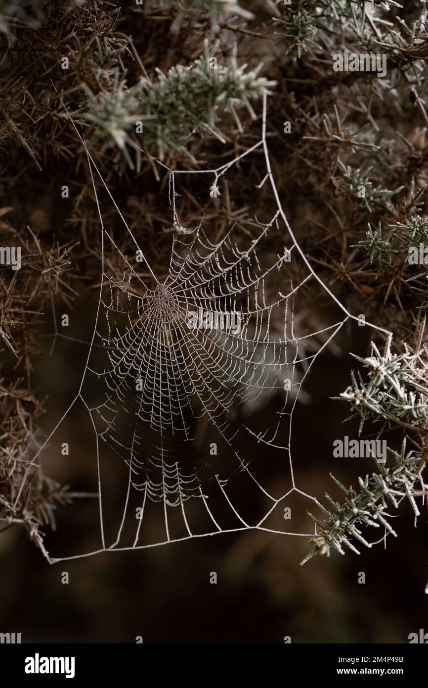 Ein gefrorenes Spinnennetz, das während des kalten Snaps im Dezember in einem Busch im New Forest sitzt. Stockfoto
