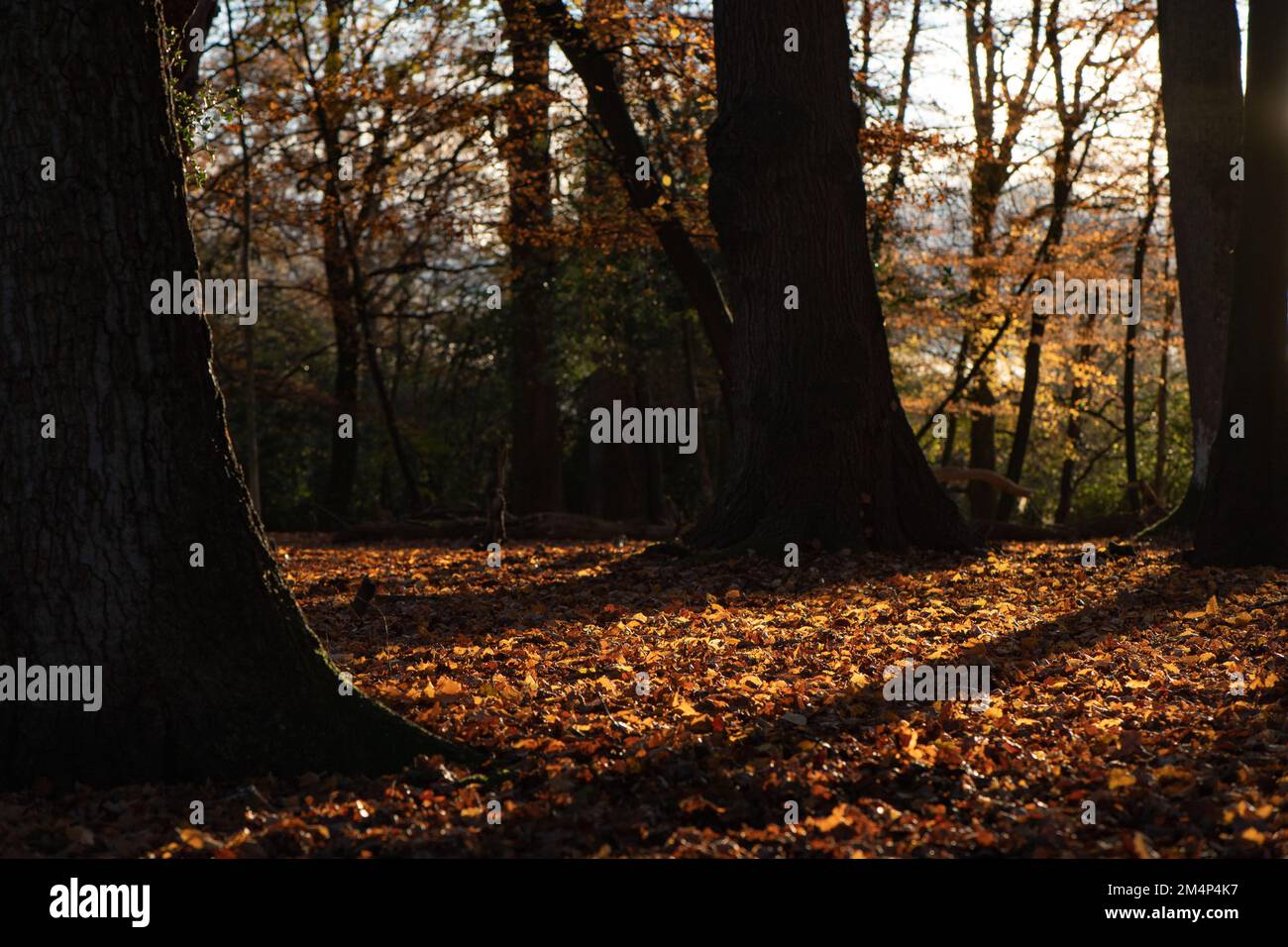 Ein herbstlicher Waldboden mit orangefarbenen Blättern und untergehender Sonne, die die herbstliche Farbe unterstreicht. Stockfoto