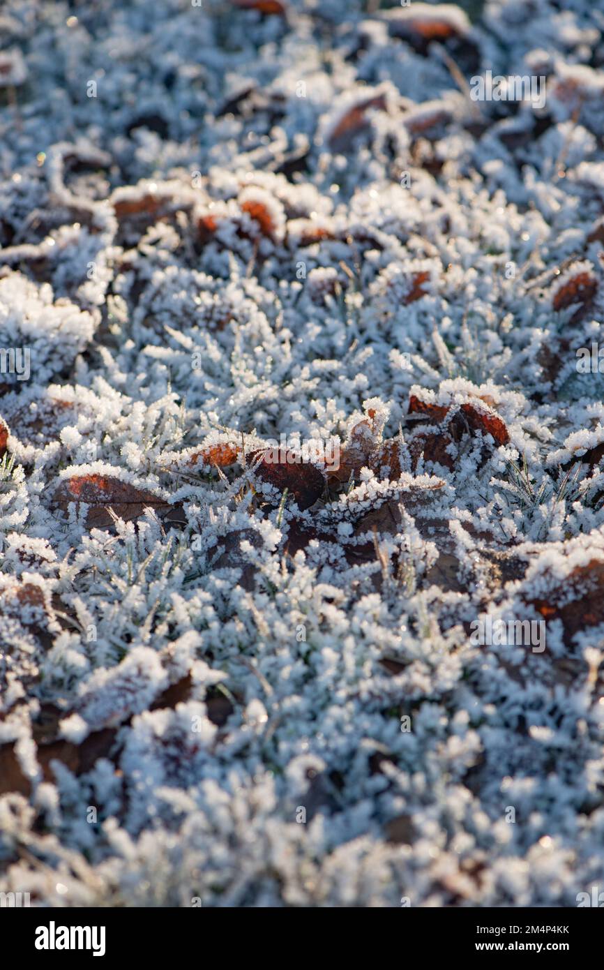 Gefrorenes Gras mit Herbstblättern, die von Eis und Fröschen umgeben sind, nach dem Schneefall im Dezember. Stockfoto