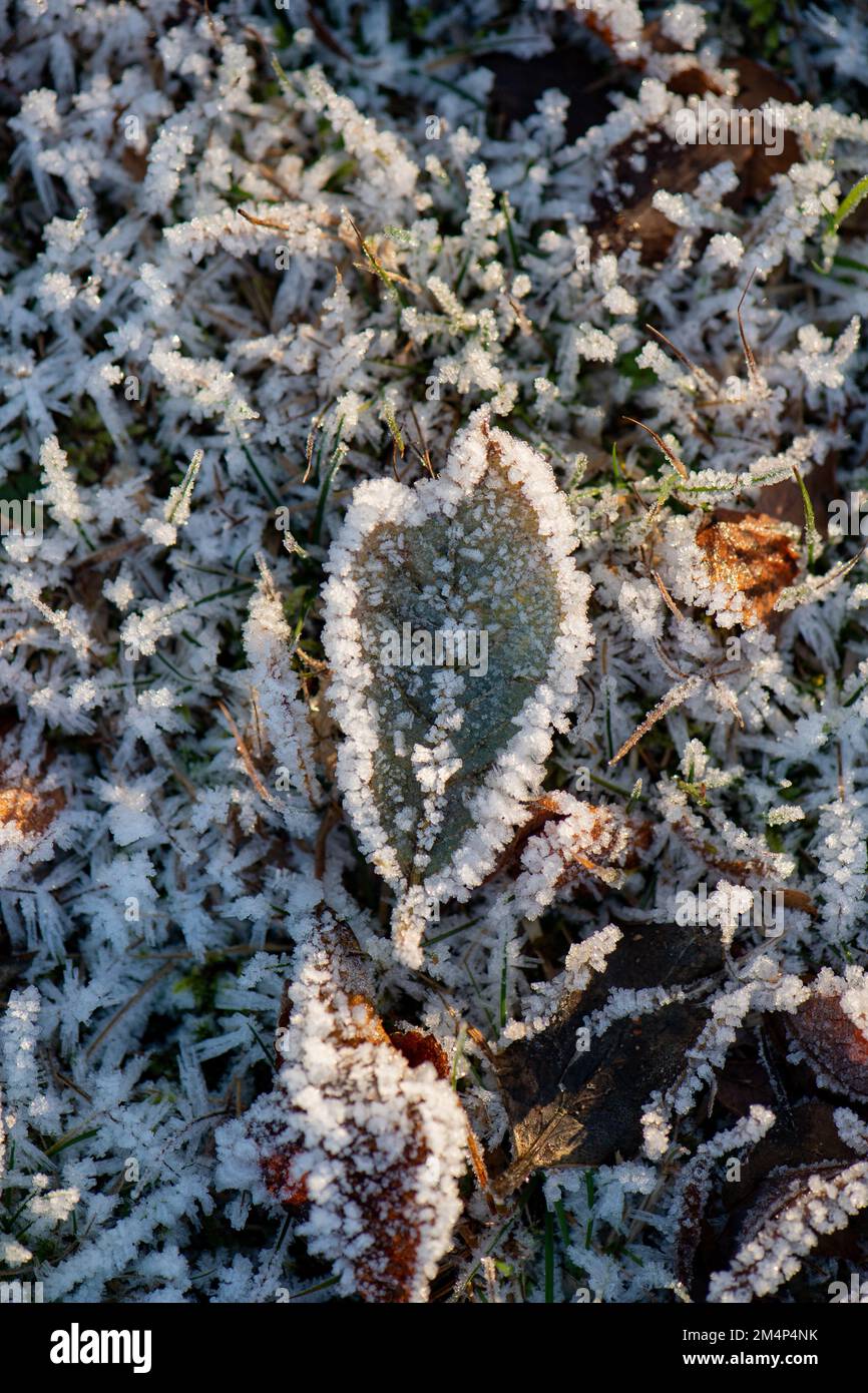 Ein eisbedecktes Blatt liegt auf dem gefrorenen Grasgrund des New Forest Hampshire UK. Eis bildet eine perfekte Umrisslinie des Blatts. Stockfoto