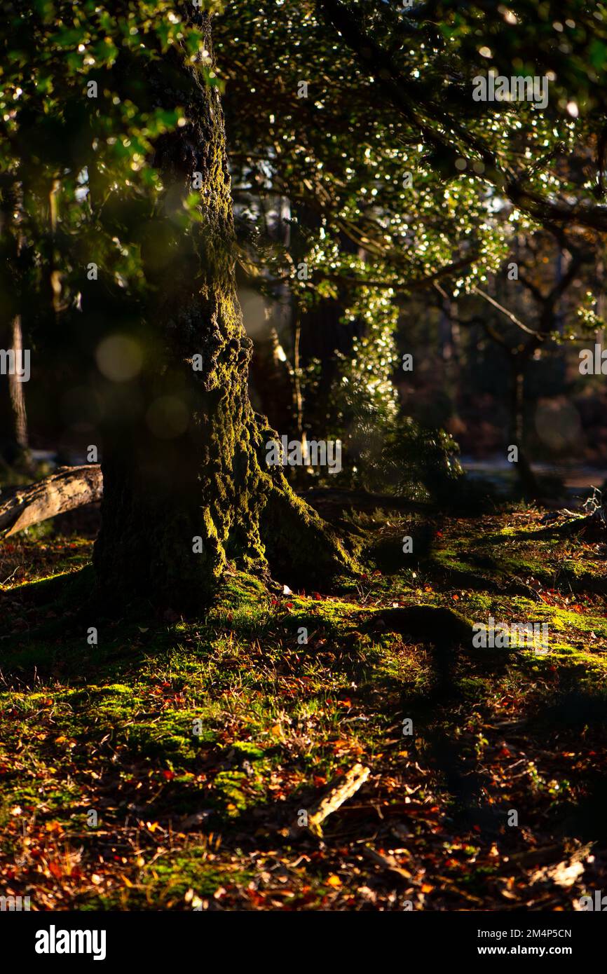 Moos bedeckte Bäume und Wurzeln, die im Sonnenlicht im New Forest Hampshire UK gefangen wurden. Stockfoto
