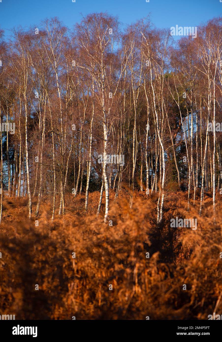 Silberne Birken kontrastieren mit einer orangefarbenen Herbstszene inmitten der dicken Herbstsonne. Stockfoto