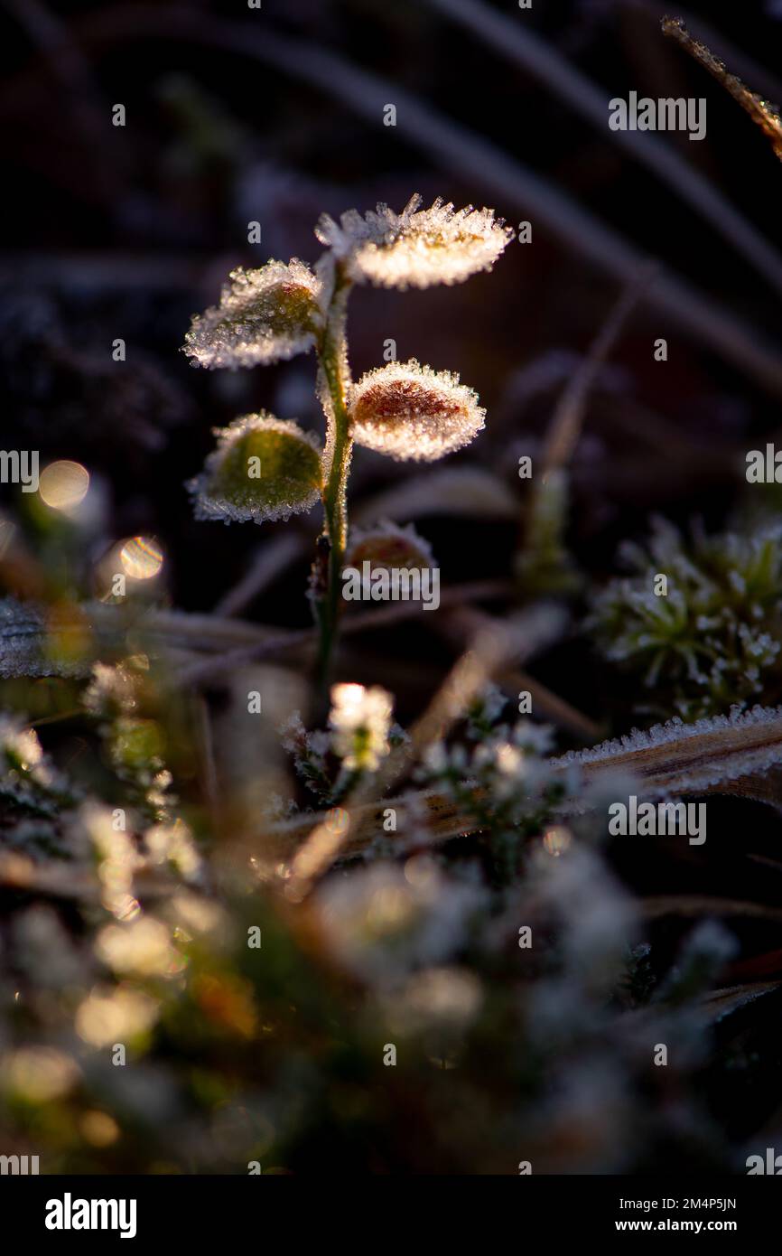 Eine empfindliche junge Pflanze, die im Sonnenlicht mit Eiskristallen gefangen wurde, die sich auf Blättern auf dem Waldboden des New Forest gebildet haben. Stockfoto
