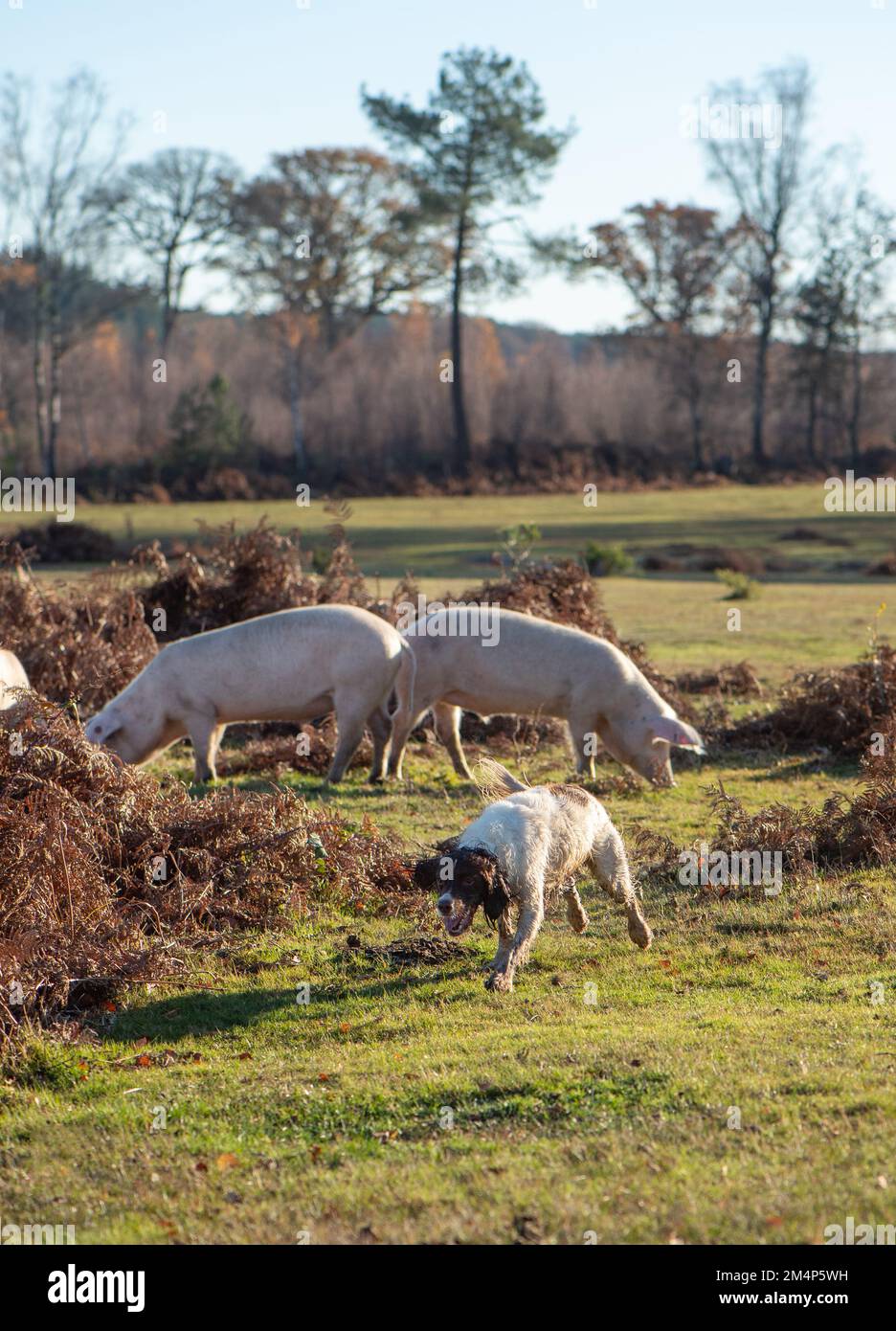 Ein gut ausgebildeter, arbeitender Hund und Schweine leben während der Pannage-Jahreszeiten im New Forest Hampshire UK glücklich zusammen Stockfoto