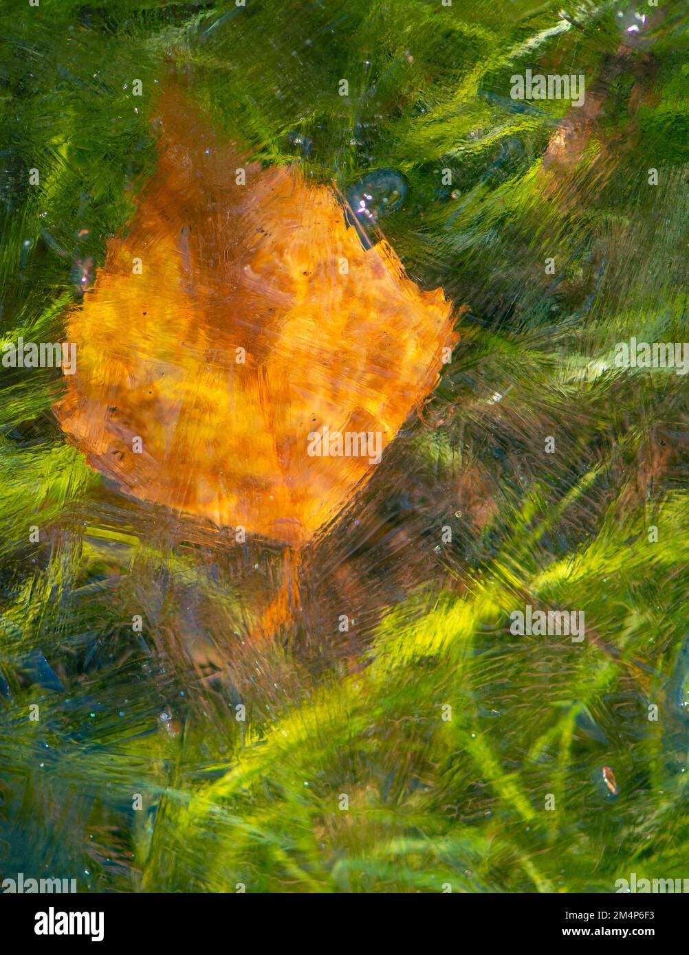 Ein einzelnes orangefarbenes Birkenblatt, das unter dem Eis eines Bachs vor einem grünen Hintergrund mit Flussgras gefangen wurde. Das Bild ähnelt einem alten Meisterbild. Stockfoto