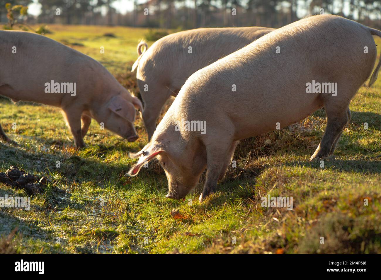 Wildschweine während der Pannagesaison erkunden die Moore und Sumpfgebiete des New Forest auf der Suche nach Eicheln und Essen. Stockfoto