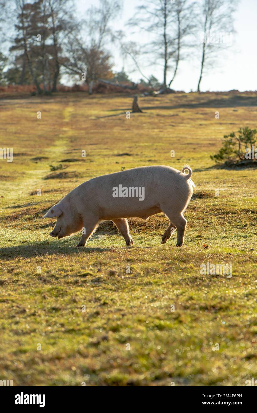 Wildschweine während der Pannagesaison erkunden die Moore und Sumpfgebiete des New Forest auf der Suche nach Eicheln und Essen. Stockfoto