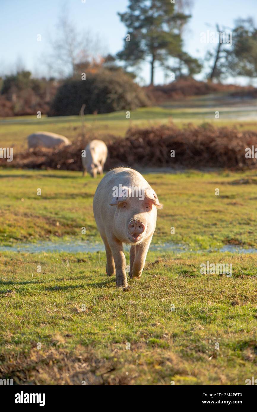 Wildschweine während der Pannagesaison erkunden die Moore und Sumpfgebiete des New Forest auf der Suche nach Eicheln und Essen. Stockfoto