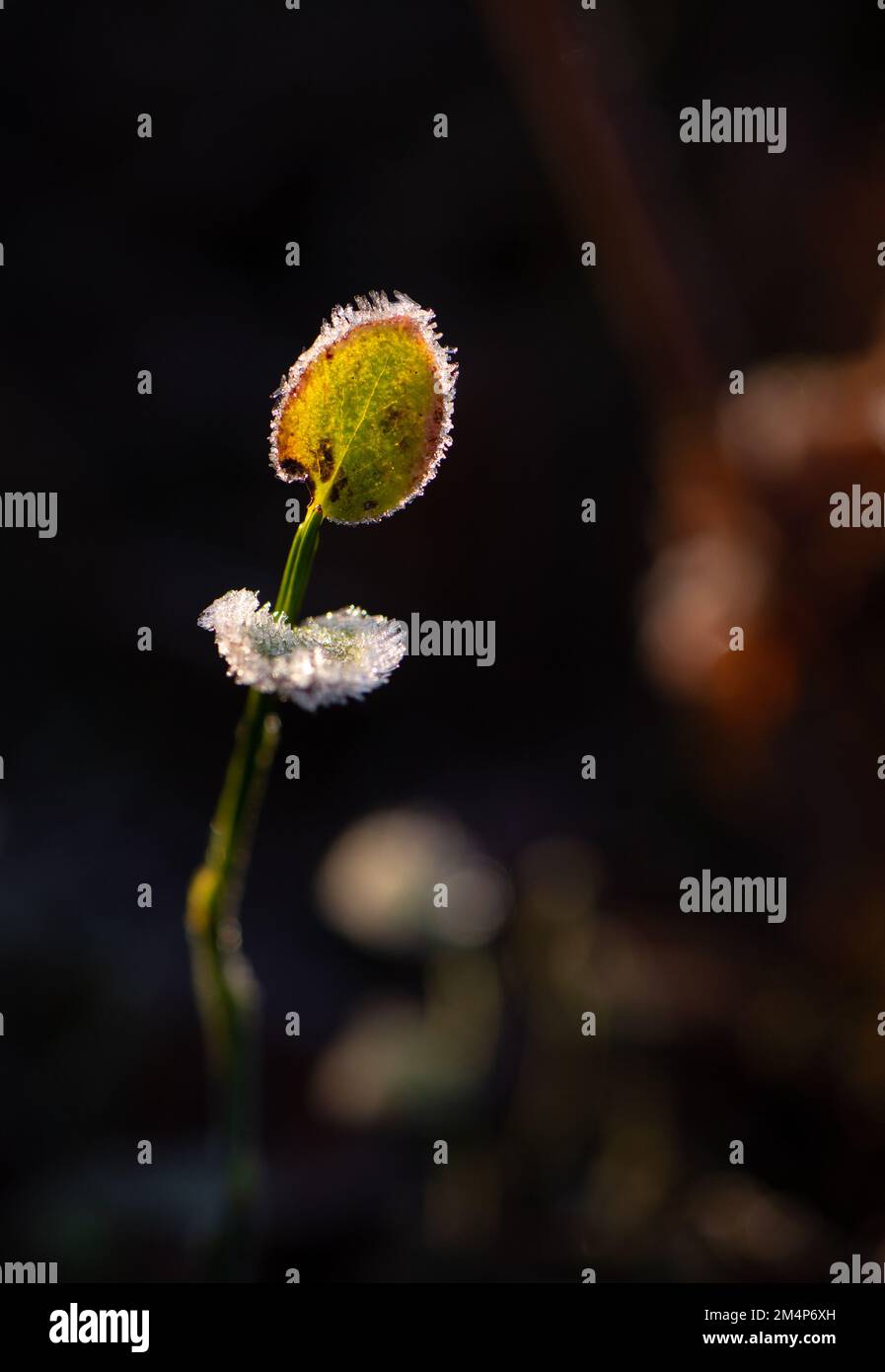 Eine empfindliche junge Pflanze, die im Sonnenlicht mit Eiskristallen gefangen wurde, die sich auf Blättern auf dem Waldboden des New Forest gebildet haben. Stockfoto