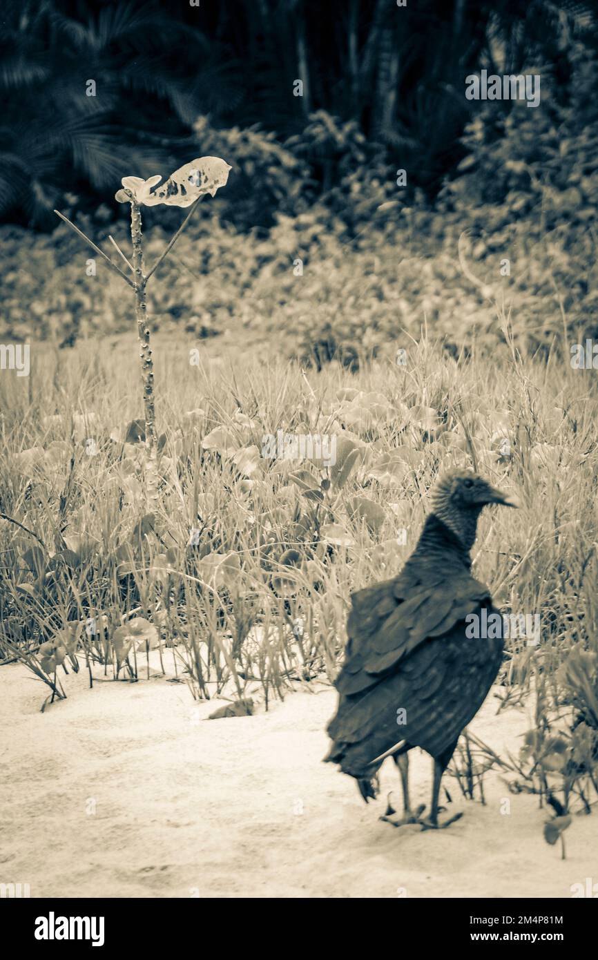 Tropischer Schwarzgeier Coragyps atratus brasiliensis einsam auf dem Mangroven- und Pouso-Strand-Sand in der Natur von Ilha Grande Rio de Janeiro Brasilien. Stockfoto