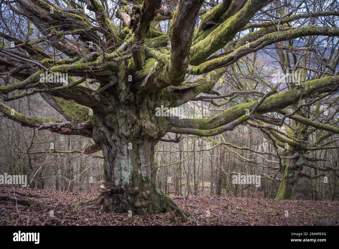 Alter Baum / Buche / Hainbuche / Hutebuche / Hutebaum / Märchenbaum / Wald Stockfoto