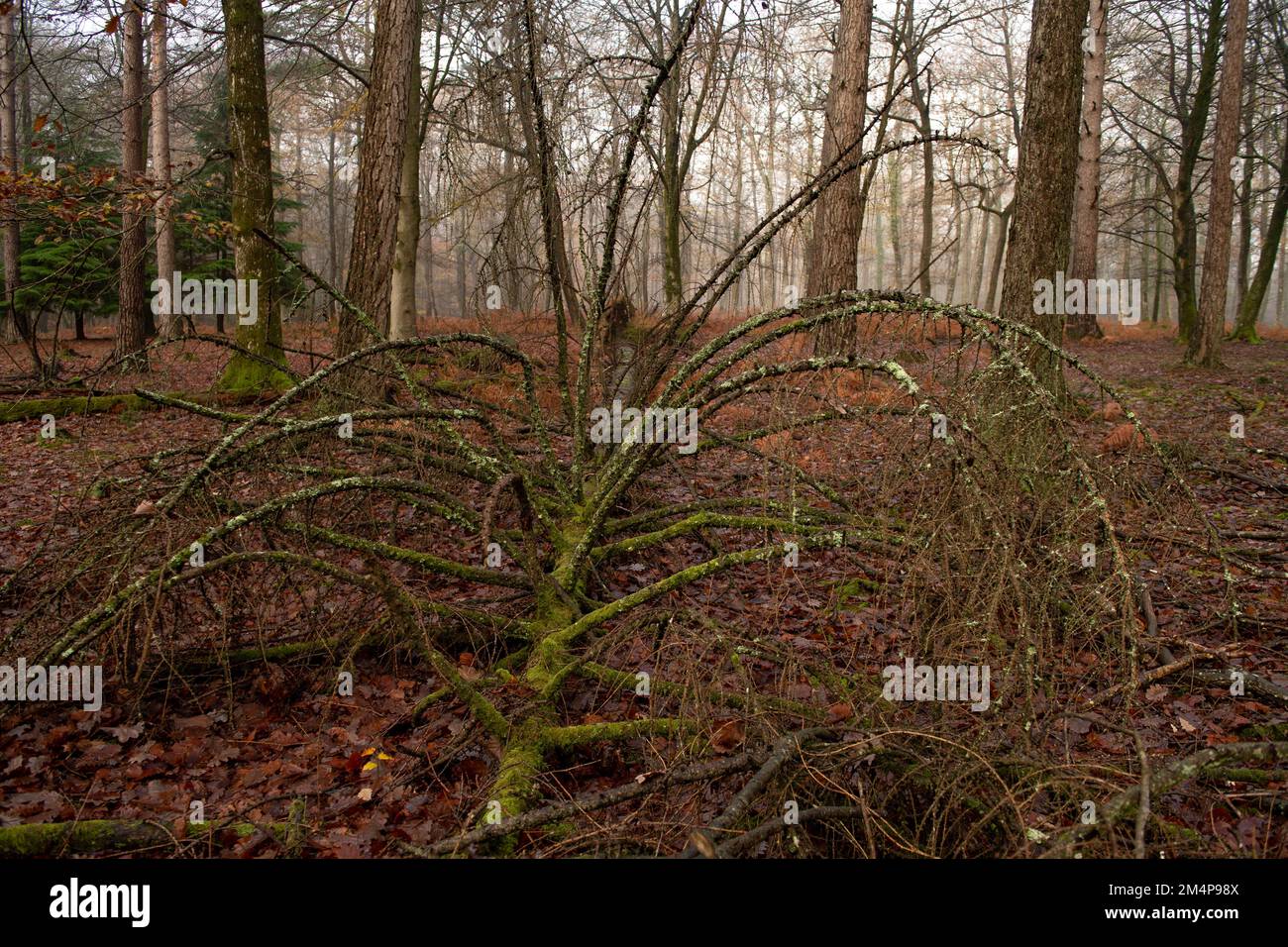 Die Draufsicht einer umgestürzten großen Kiefer links auf dem Waldboden bietet natürliche Artenvielfalt im New Forest Hampshire UK Stockfoto