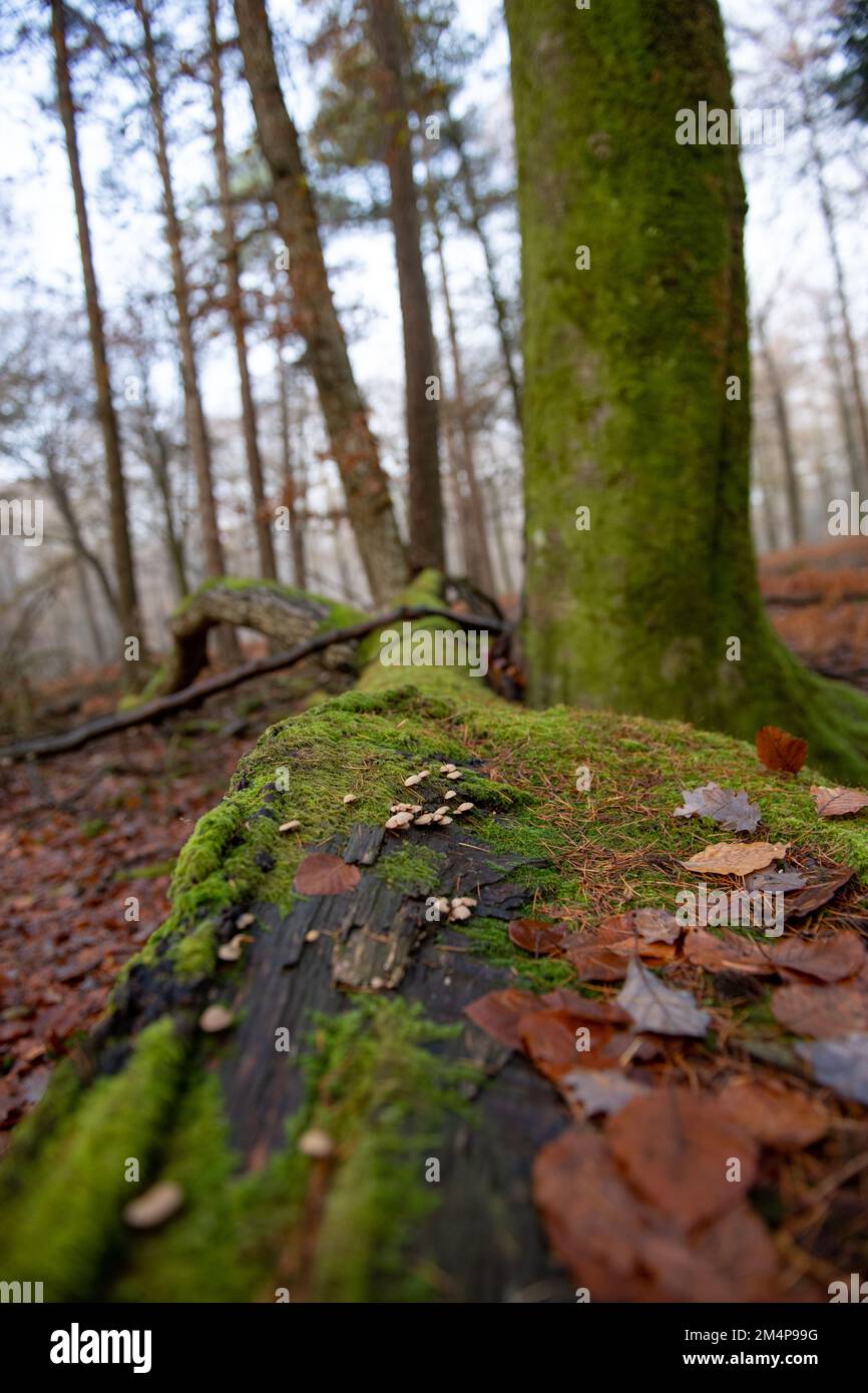 Ein gefällter Baum im neuen Wald hinterließ ein Ökosystem, das mit Moos und Anzeichen von Pilzen bedeckt war, die auf Rinde wachsen. Hampshire UK Stockfoto