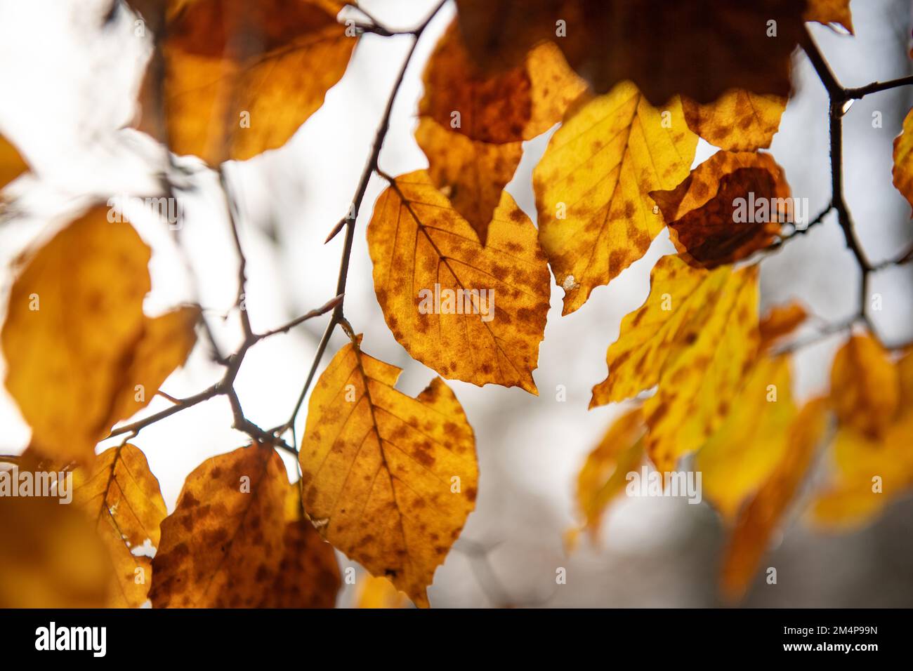 Nahaufnahme der herbstlichen Blätter im New Forest Hampshire mit Sonnenschein in den herbstlichen Orangentönen. Stockfoto