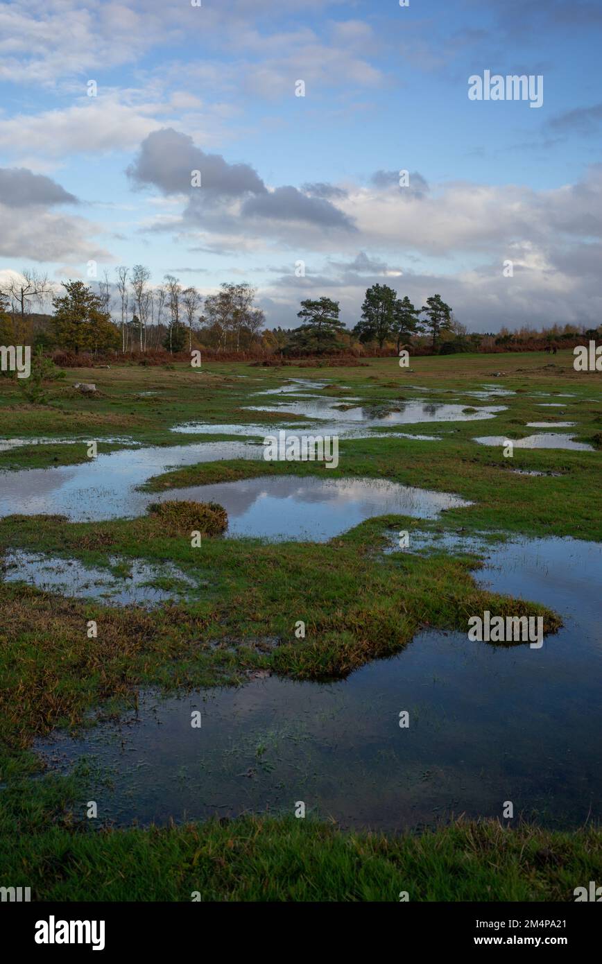 Feuchtgebiete des Neuen Waldes nehmen Gestalt an, wenn der starke Regen die Bäche überflutet. Stockfoto