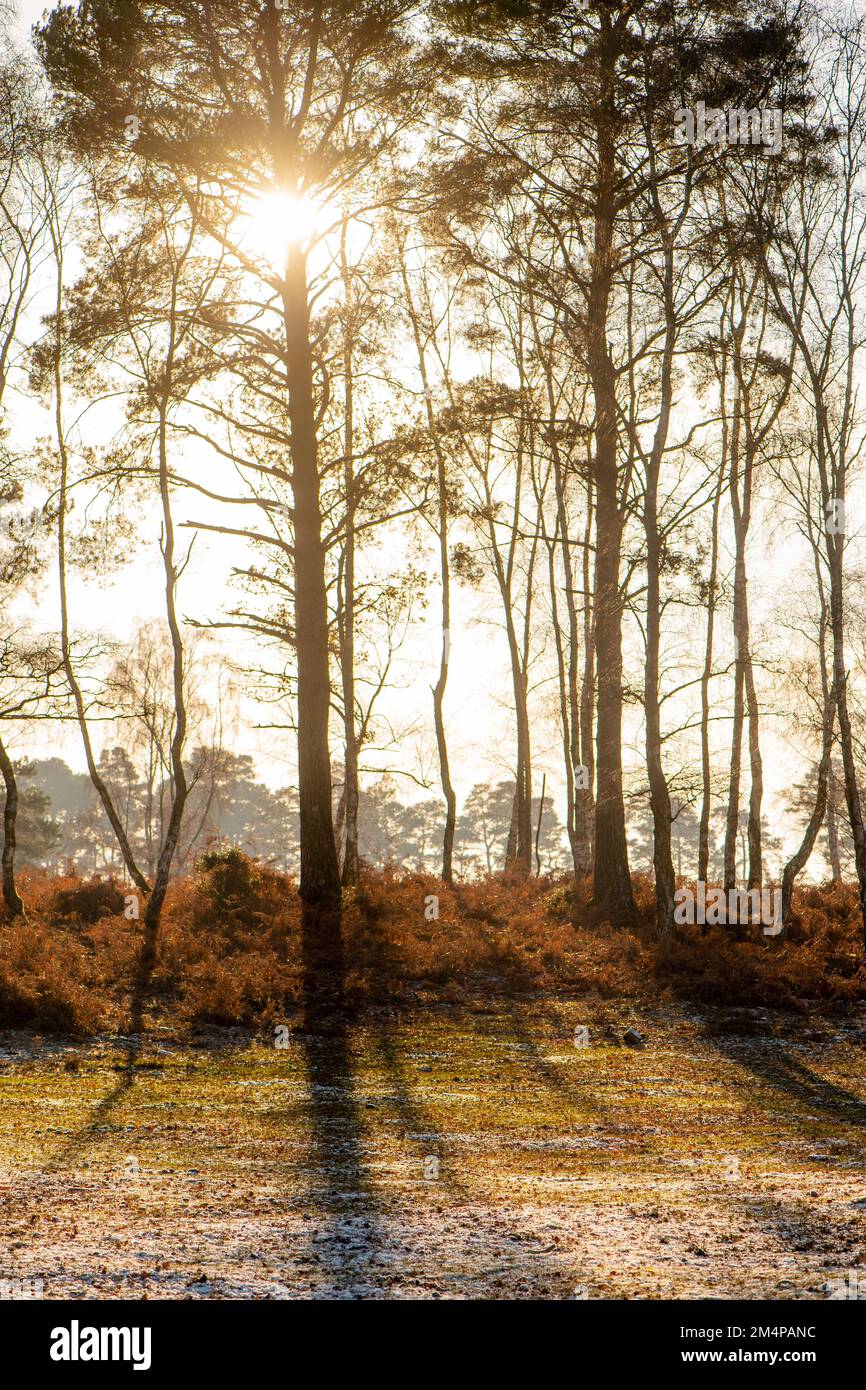 Die Sonne geht an einem Wintertag hinter Pinien im New Forest Hampshire England unter, mit Herbstlaub auf dem Waldboden. Stockfoto