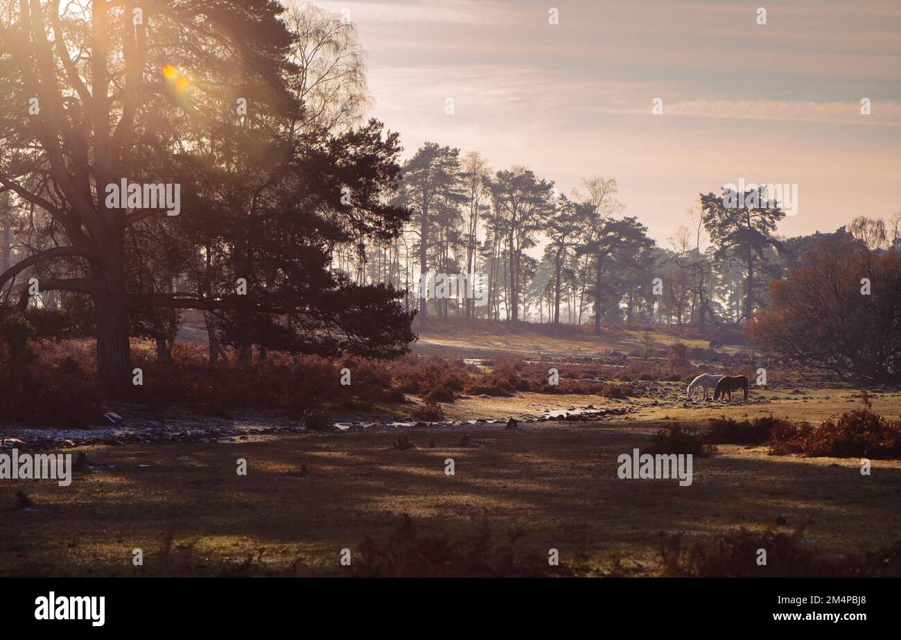 Eine wunderschöne Herbst-/Winterlandschaft im New Forest Hampshire England mit Sonnenuntergang über einem Wald mit zwei grasenden Ponys. Stockfoto