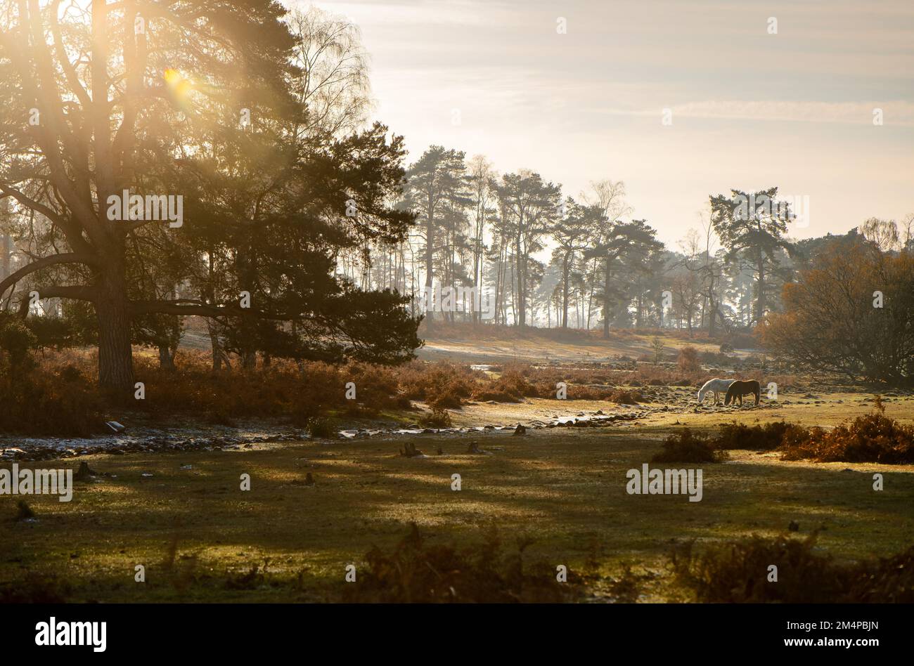 Eine wunderschöne Herbst-/Winterlandschaft im New Forest Hampshire England mit Sonnenuntergang über einem Wald mit zwei grasenden Ponys. Stockfoto