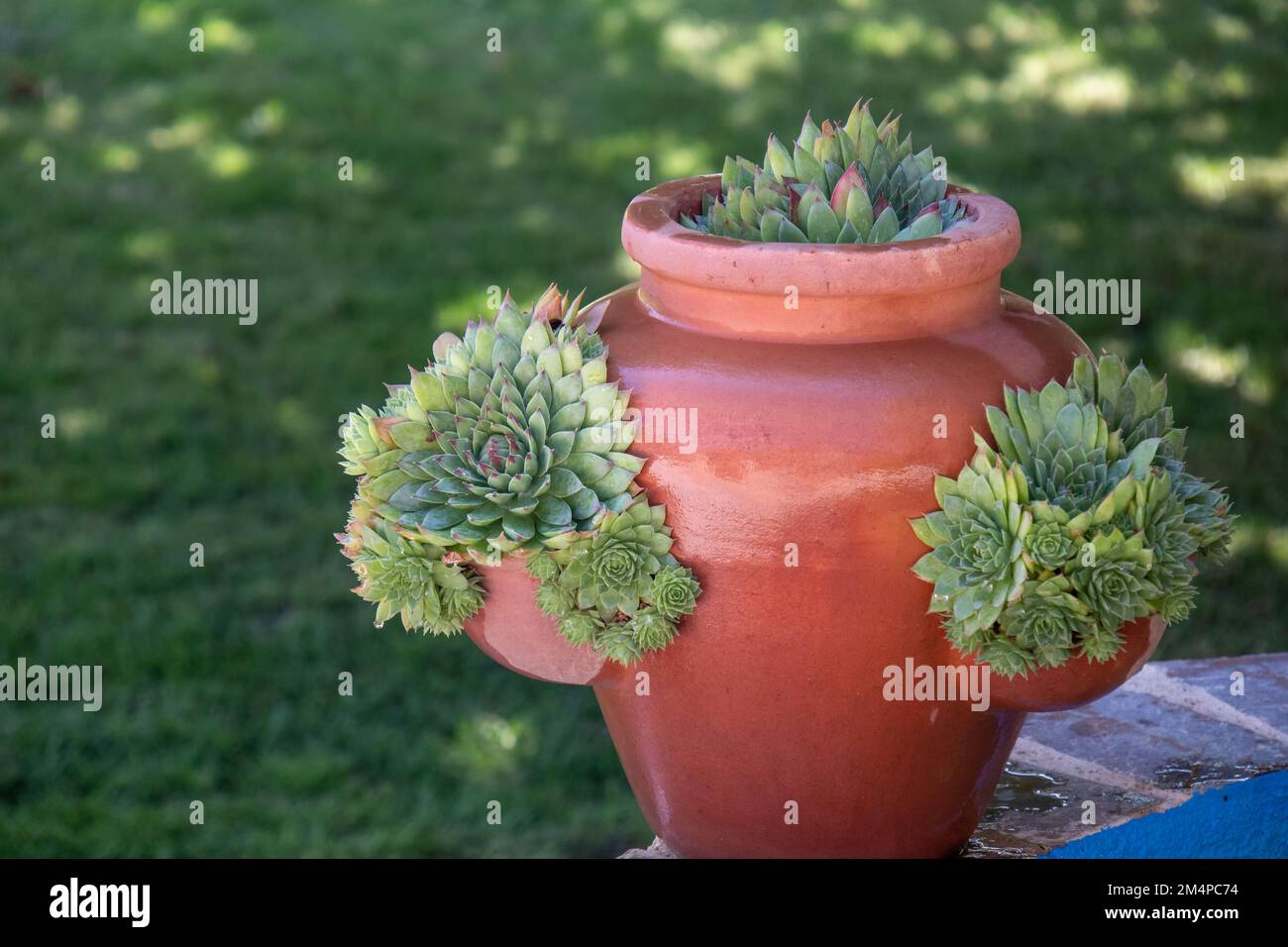 Hermoso macetero de barro con agujeros a través de los cuales Sale sempervivum, un género de suculentas. De fondo del Jardín Stockfoto